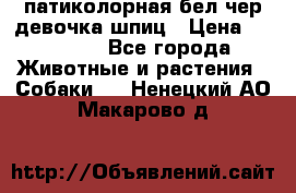 патиколорная бел/чер девочка шпиц › Цена ­ 15 000 - Все города Животные и растения » Собаки   . Ненецкий АО,Макарово д.